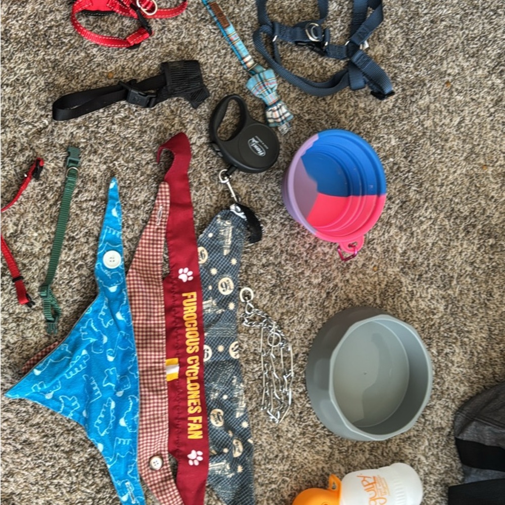 Colorful Dog Accessories Collection